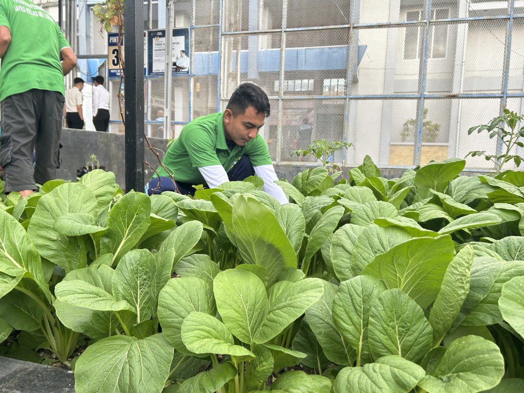 Panen Sawi Capai 25 Kg, Lapas Luwuk Buktikan Kontribusi Nyata dalam Program Ketahanan Pangan