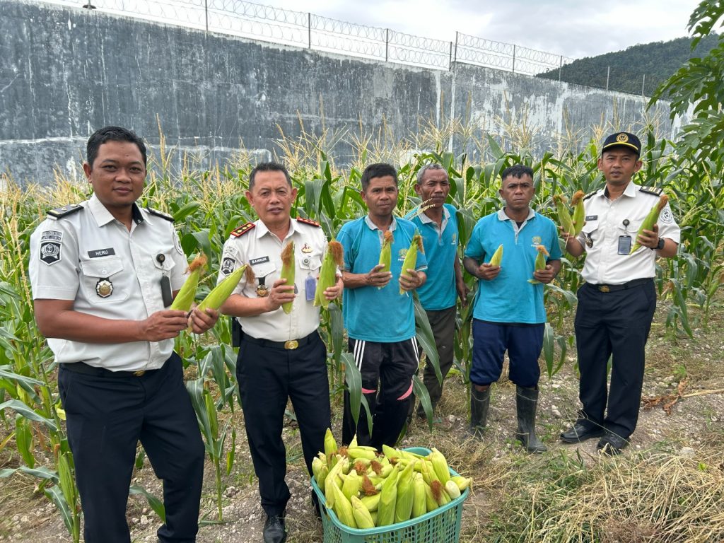 Dukung Kemandirian Pangan, Warga Binaan Lapas Luwuk Panen Jagung Perdana